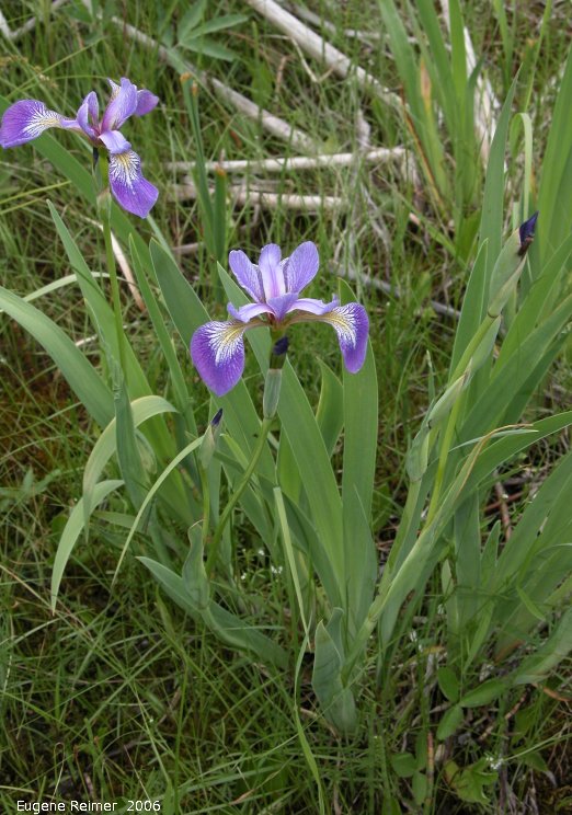 IMG 2006-Jun09 at Woodridge:  Blue-flag iris (Iris versicolor) plant