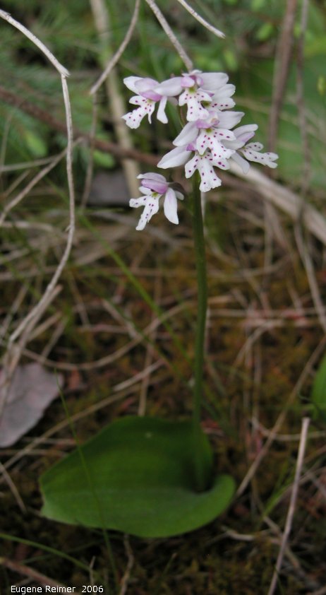 IMG 2006-Jun09 at Woodridge:  Small round-leaf orchid (Amerorchis rotundifolia) plant