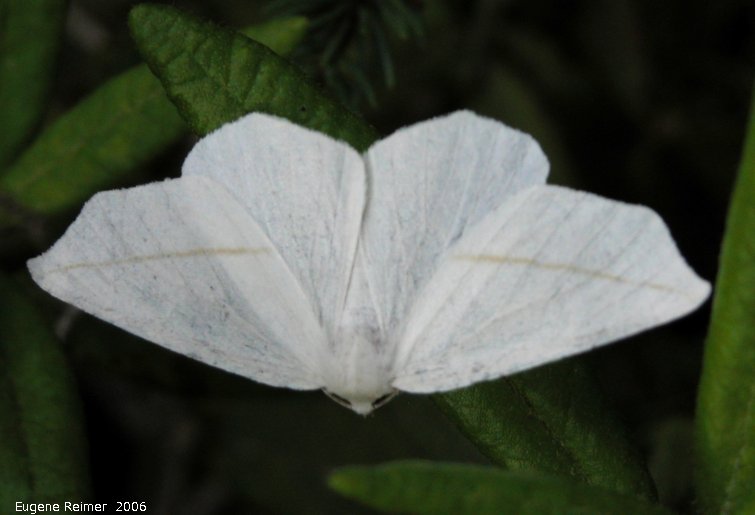 IMG 2006-Jun09 at Woodridge:  Inchworm moth (Scopula sp)