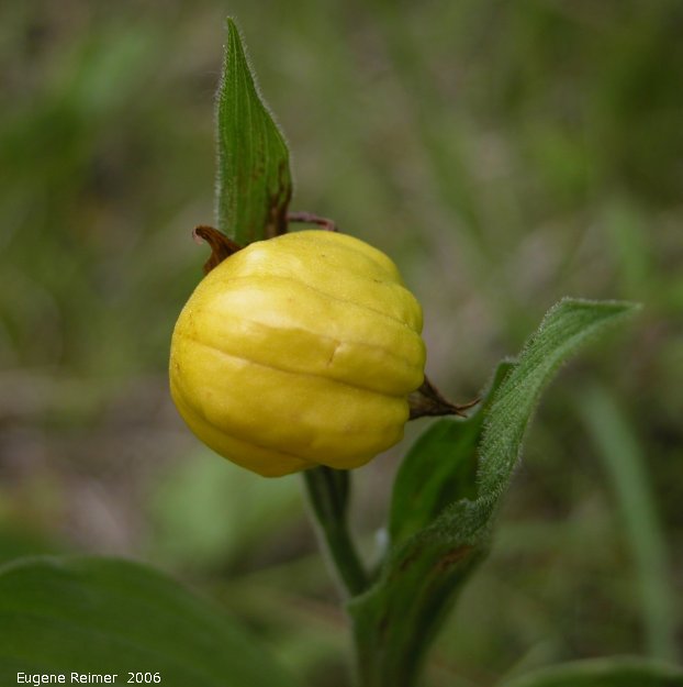 IMG 2006-Jun09 at Woodridge:  Yellow ladyslipper (Cypripedium parviflorum) pumpkin-shaped flower