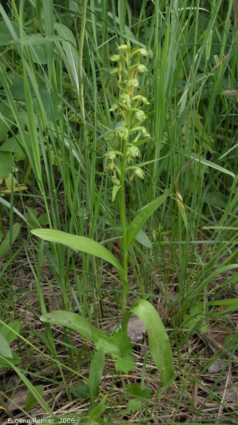 IMG 2006-Jun09 at Woodridge:  Long-bracted frog-orchid (Dactylorhiza viridis) plant