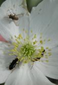 2006jun11 at path along SeineRiver behind the Morrow Gospel Church:  Canada anemone and insect life thereon