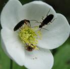 Black ground-beetle: several at war on CanadaAnemone