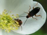 Black ground-beetle: several on CanadaAnemone
