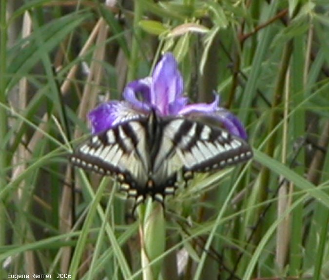 IMG 2006-Jun12 at PR503:  Tiger swallowtail butterfly (Papilio glaucus) female white-and-black form on Blue-flag iris (Iris versicolor)