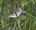 Tiger swallowtail butterfly: female white-and-black form on Iris