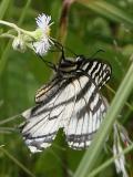 2006jun12 at PR503:  Tiger swallowtail butterfly female white-and-black form on Fleabane