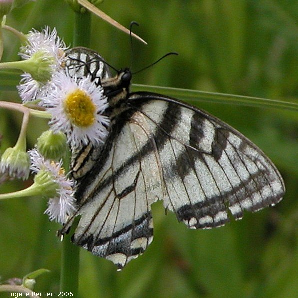 IMG 2006-Jun12 at PR503:  Tiger swallowtail butterfly (Papilio glaucus) female white-and-black form on Fleabane (Erigeron sp)