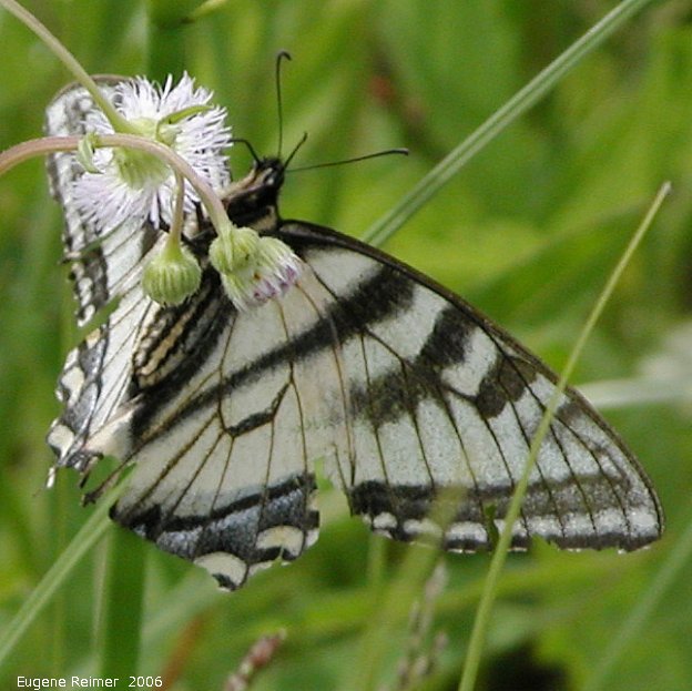 IMG 2006-Jun12 at PR503:&nbsp; Tiger swallowtail butterfly (Papilio glaucus) female white-and-black form on Fleabane (Erigeron sp)