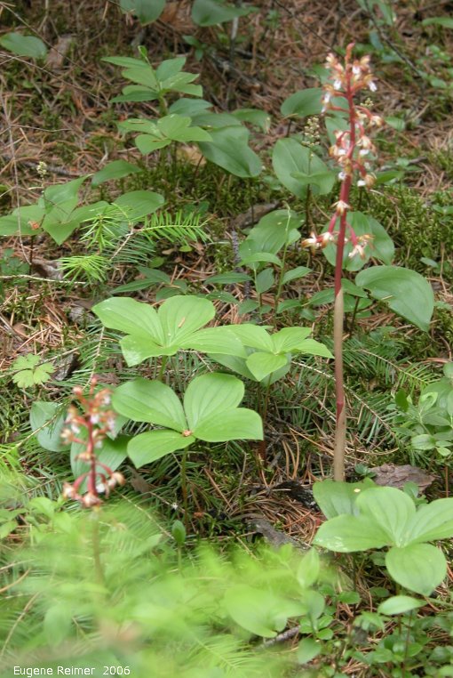 IMG 2006-Jun12 at Orchid-Lady's Bog:  Spotted coralroot (Corallorhiza maculata) plants