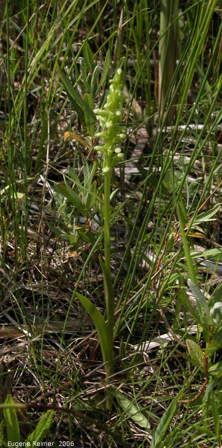 IMG 2006-Jun19 at PTH44:  Northern green bog-orchid (Platanthera aquilonis) plant