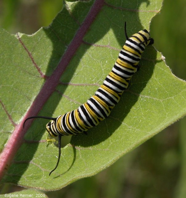 IMG 2006-Jun19 at PTH44:  Monarch butterfly (Danaus plexippus) caterpillar on Milkweed (Asclepias sp)
