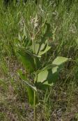 Monarch: caterpillar on Milkweed plant