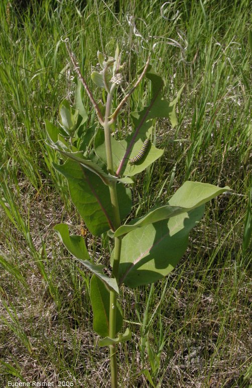 IMG 2006-Jun19 at PTH44:  Monarch butterfly (Danaus plexippus) caterpillar on Milkweed (Asclepias sp) plant