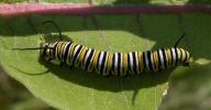 Monarch: caterpillar on Milkweed