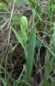 Ragged fringed-orchid: emerging