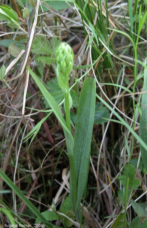 IMG 2006-Jun19 at MossSpurRd:  Ragged fringed-orchid (Platanthera lacera) emerging