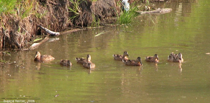 IMG 2006-Jun29 at Bunn's Creek Morris Memorial Walk:  Duck (Anatidae sp) with ducklings