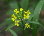 Tumbling mustard: flowers