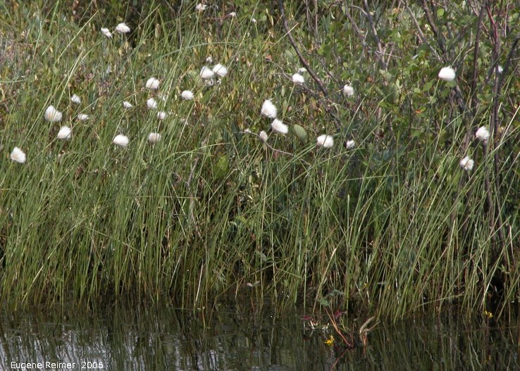 IMG 2006-Jul03 at PR308:  Cotton grass (Eriophorum angustifolium)