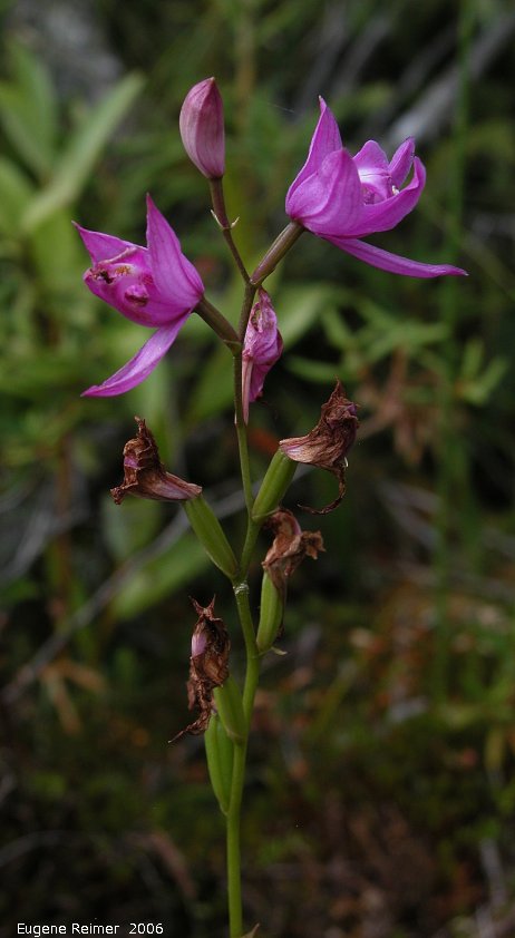 IMG 2006-Jul03 at bog east of PR308:  Grass-pink (Calopogon tuberosus var tuberosus) with 8 pods+flowers+bud