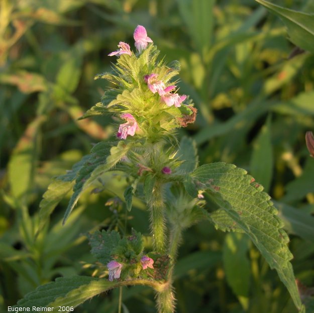 IMG 2006-Jul03 at ForestryRd-4:&nbsp; Splitlip hempnettle (Galeopsis bifida)