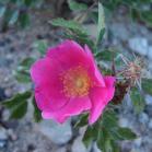 Low prairie rose=Rosa arkansana: dark