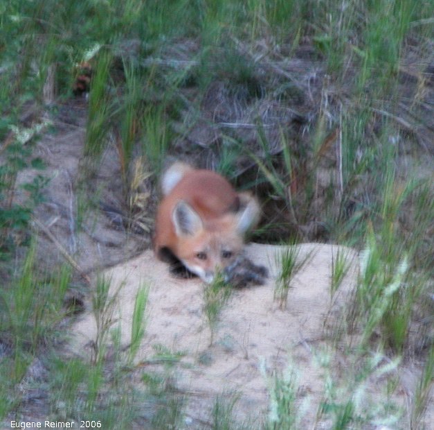 IMG 2006-Jul03 at PR210 near Woodridge:  Red fox (Vulpes vulpes) kit beside den