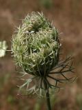 Queen-Annes lace: umbel seed-stage