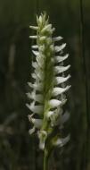 Spiranthes romanzoffiana: flower-spike