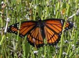 Viceroy butterfly: on Horsetail