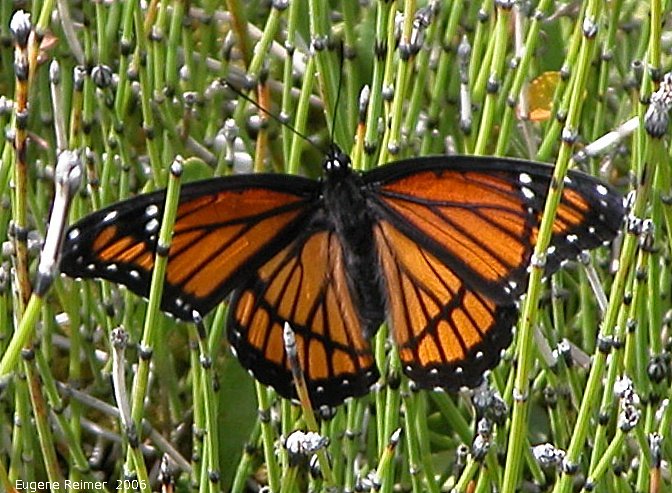 IMG 2006-Jul20 at Contour:  Viceroy butterfly (Limenitis archippus) on Horsetail (Equisetum sp)