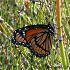 Viceroy butterfly: on Horsetail