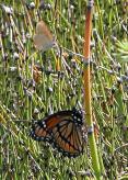 Alfalfa butterfly?: and Viceroy butterfly
