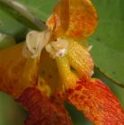 Jewelweed, Spotted=Impatiens capensis: closer