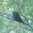 Hawk-owl: