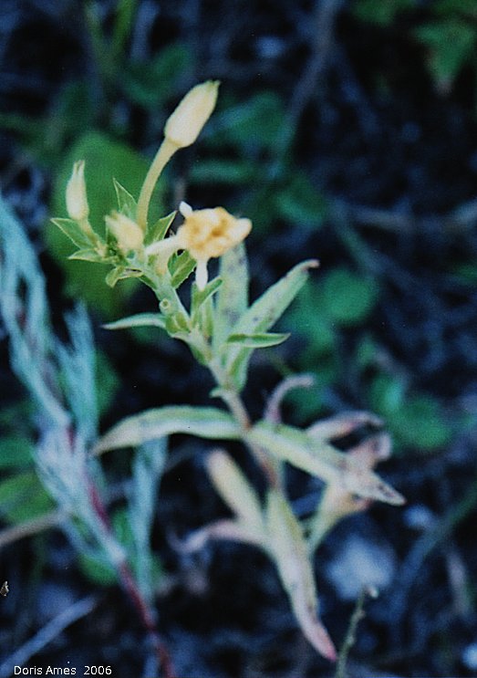 IMG 2006-Jul16 at gravel-pit near Braintree:  Cross-shaped evening-primrose (Oenothera oakesiana)