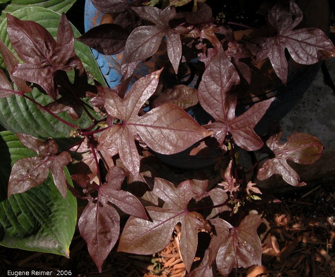 IMG 2006-Jul22 at Ken & Lori's garden:  Potato vine=Jasmine nightshade (Solanum jasminoides)?