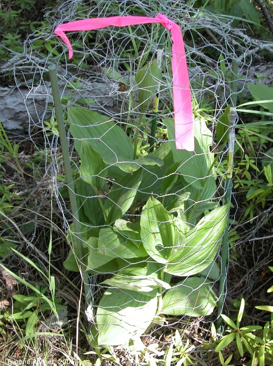 IMG 2006-Aug08 at Woodridge:  Showy ladyslipper (Cypripedium reginae) with insect-damaged pod in protective cage