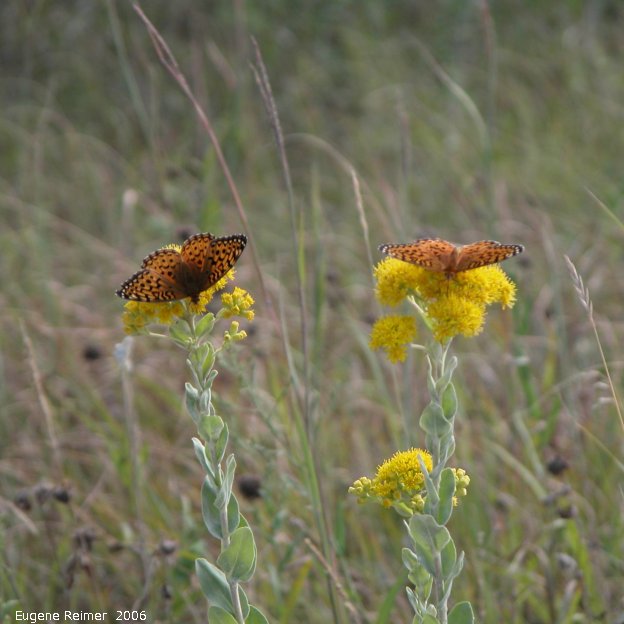 IMG 2006-Aug08 at ForestryRd#4:  Great-spangled fritillary (Speyeria cybele) on Goldenrod (Solidago sp)