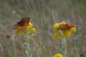 Fritillary butterfly: GreatSpangledFritillary=Speyeria_cybele on Goldenrod
