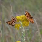 2006aug08 at ForestryRd#4:  Fritillary butterfly GreatSpangledFritillary=Speyeria_cybele male left female right on Goldenrod