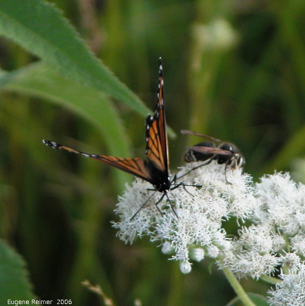 IMG 2006-Aug08 at ForestryRd#4:  Viceroy butterfly (Limenitis archippus) + Hornet (Vespa sp) on Boneset (Eupatorium perfoliatum)