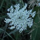 Queen-Annes lace: umbel with purple flower in centre