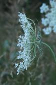 Queen-Annes lace: umbel side-view