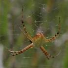 2006aug17 at Contour-fen:  Banded argiope spider=Argiope trifasciata in web closer