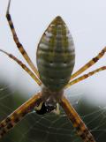 Banded argiope spider=Argiope trifasciata: another view closer