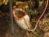 Nepenthes burbidgeae: water in pitcher