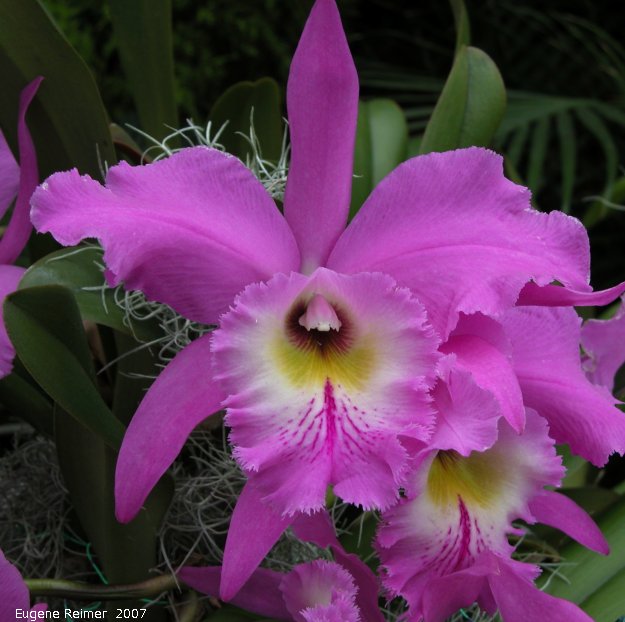 IMG 2007-Mar23 at MOS-Orchid-Show:  Cattleya-orchid (Cattleya sp)