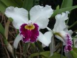 Cattleya: LC Mildred Rives Orchidglade AMAOS